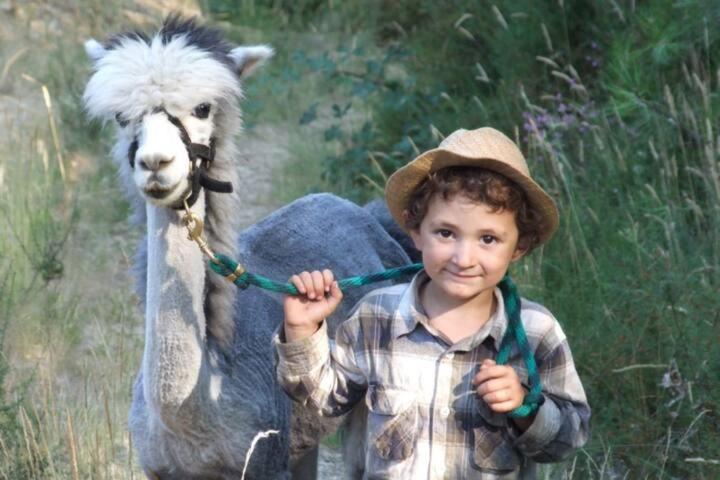 Imagem de Monte Frio Alpacas