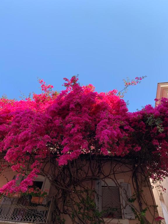 CASA BOUGAINVILLEA