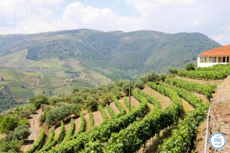 Imagem de Quinta do Monte Bravo