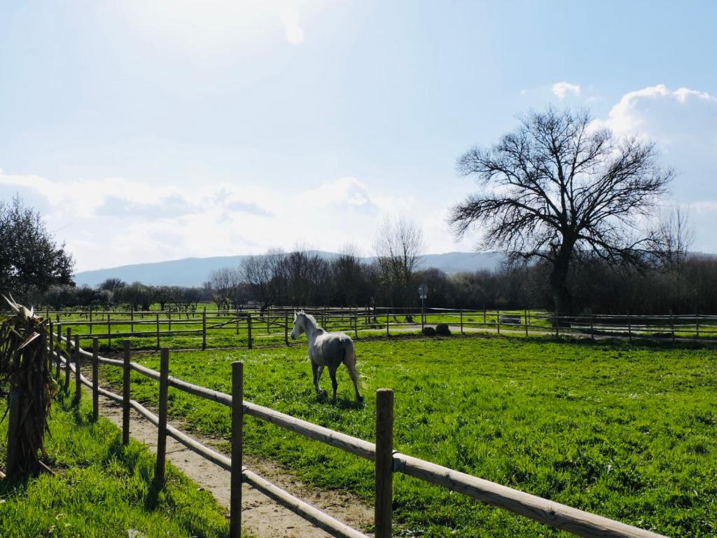 Imagem de Quinta dos Cavalos